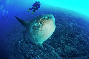 Chordate Prints: Sunfish (Mola mola) with diver