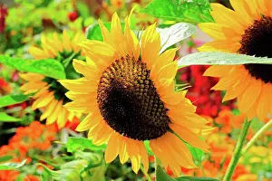 Lonely Prints: Sunflower Hallo in bloom in a garden