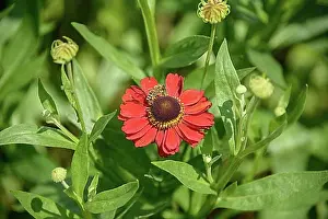 Blossoms Prints: Sunflower (Helenium Baudirektor Linne')