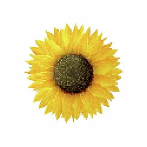 Colourful Prints: Sunflower vector icon. Pixel art illustration isolated on white background