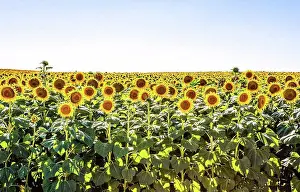 Farm Prints: Sunflowers growing in North Dakota