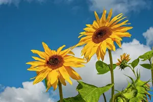 Sunflower Prints: Sunflowers in the Skagit Valley near La Conner, Washington State, USA