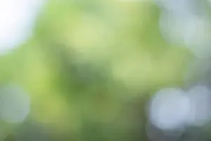 Soft Focus Prints: Sunlight bokeh the green leaves of trees natural blurred