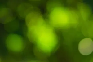 Soft Focus Prints: Sunlight bokeh the green leaves of trees natural blurred