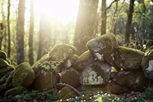 Out Door Prints: Sunlight falling on stone covered in moss