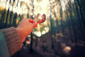 Shine Prints: Sunlight shines through a leaf in the autumn forest