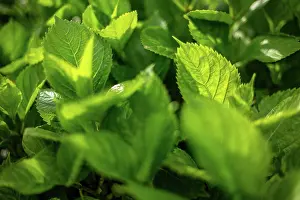 Leafy Prints: A sunlit close-up of vibrant green leaves, capturing the essence of plant life and growth