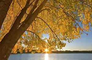 Autumn Prints: Sunrise through autumn tinged oak tree over Black Dog Lake at the Minnesota Valley NWR near Minneapolis Minnesota