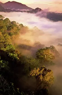 Island Of Borneo Prints: Sunrise and mist over lowland dipterocarp rainforest