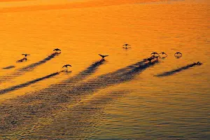 Body Of Water Prints: Sunset Birds - Duck flying low above the sea