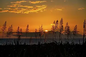Atmospheric Light Prints: Sunset over the ocean with blooming sugar cane plants village of Petite Riviere