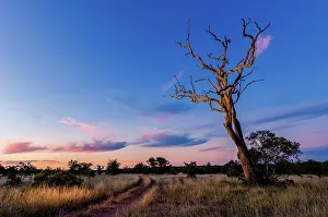 Lion Book Prints: Sunset scene close to where the first white lions we seen by Chris McBride in 1975