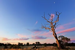 Lion Book Prints: Sunset scene close to where the first white lions we seen by Chris McBride in 1975