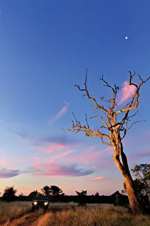Lion Book Prints: Sunset scene close to where the first white lions we seen by Chris McBride in 1975