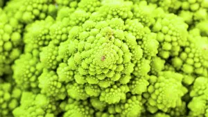Cabbage Prints: surface of fresh romanesco broccoli close-up natural food panoramic background - surface of fresh romanesco broccoli
