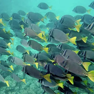 Ecuador Prints: Surgeon fish (Zebrasoma flavescens) swimming underwater