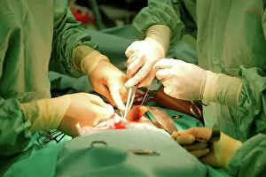 Medical Procedure Prints: Surgeons performing abdominal operation. Close-up. UK