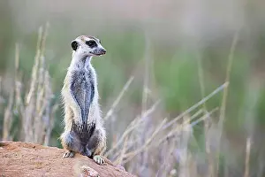 Front Views Prints: Suricate (Suricata suricatta)