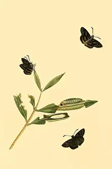 Wings Prints: Surinam Butterflies, Moths & Caterpillars, Insects - Butterflies & Moths