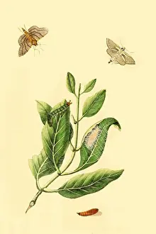 Wings Prints: Surinam Butterflies, Moths & Caterpillars, Insects - Butterflies & Moths