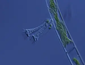 Microscopy Prints: Surquos Ciliat in water drops under the microscope 100x sucktor Ciliat in water drops under the microscope 100x