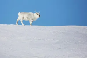 Svalbard Reindeer (Rangifer tarandus platyrhynchus) in snow, Svalbard, Norway