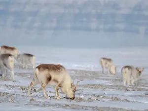 Deer Prints: Svalbard Reindeer in Sassen-Bunsow-Land National Park
