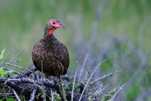 Swainson's Spurfowl or Swainson's Francolin (Pternistis swainsonii) is a species of bird in the Phasianidae family