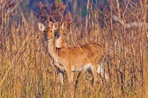 Nepal Prints: Swamp Deer, Rucervus duvaucelii