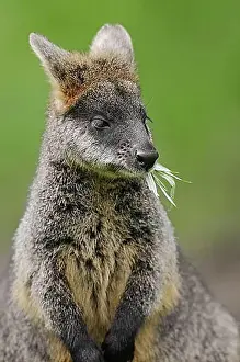 Australasia Prints: Swamp wallaby (Wallabia bicolor), captive, occurrence in Australia