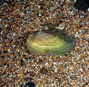 Mollusc Prints: Swan Mussel (Anodonta cygnaea)