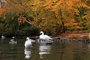 Medium Group Prints: Swans And Geese In A Pond In Autumn, Northumberland England