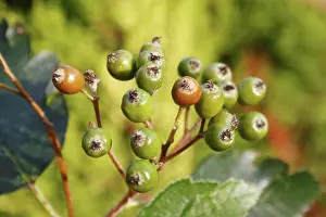 East Anglian Prints: Swedish Whitebeam (Sorbus intermedia) close-up of ripening berries