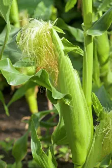 Maize Prints: Sweet Corn ready for picking