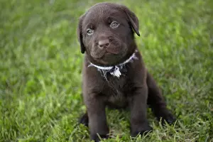 Tender Prints: Sweet labrador puppy 3