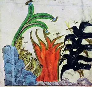 Islamic Prints: From a Syrian painting. The owls are burned to death by the crows