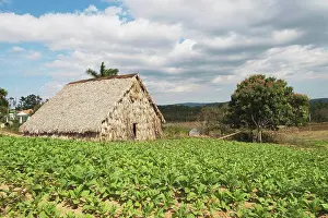 Michael Prints: Tabacco Drying Shed, Viñales, Cuba