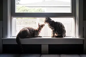 Staring Prints: Two Tabby Cats Relax on a Windowsill in Seattle, WA