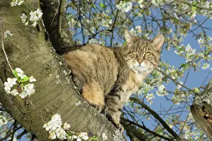 Cats Prints: tabby domestic cat on tree