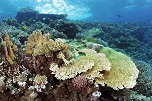 Naturalness Prints: Table coral of the genus Acropora