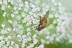 Blossoms Prints: Tachnid (Tachinidae), on flower, Switzerland, Europe