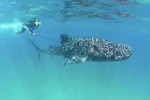 Indian Ocean Prints: Tagging a Whale Shark