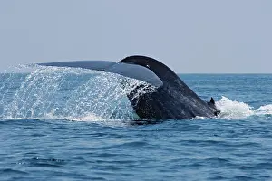 Indian Ocean Prints: The tail fluke of a pygmy blue whale (Balaenoptera musculus brevicauda)