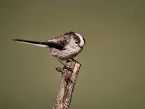 Fotografie Prints: Tailmis