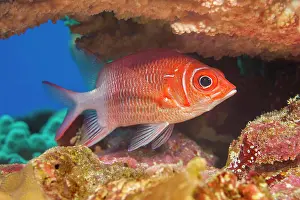 Biodiversity Prints: The Tailspot squirrelfish (Sargocentron caudimaculatum) is also referred to as a silverspot squirrelfish; Yap