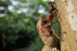 Asian Prints: Taiwanese cicada Cryptotympana takasagona nymphal exuvium on tree trunk, Guandu, Taiwan