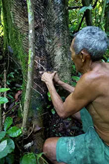 Industry Prints: Taking latex from a rubber tree in the forest of Belem, Brazil, South America