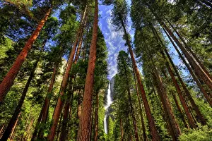 The tall red woods mask the Yosemite Falls in Yosemite National Park in Sierra Nevada, CA