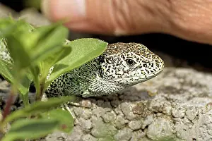 Curiously Prints: Tame Sand Lizard