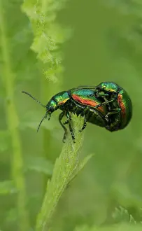 Arthropod Prints: Tansy Beetle (Chrysolina graminis) adult pair